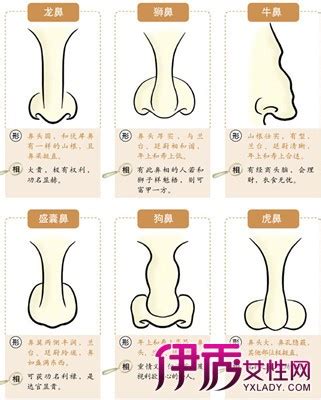 鼻子面相学|十六种鼻子面相图文分析三六风水网